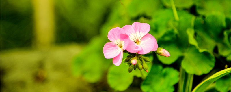 天竺葵夏天怎么养（天竺葵夏天怎么养视频）