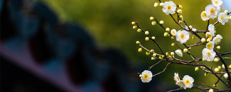 梅花的寓意（梅花的寓意象征意义的成语）