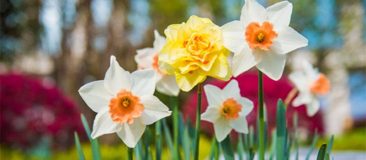 水仙花的养殖方法水培 水仙花的养殖方法水培图片