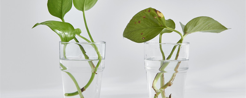 绿萝叶子发黄怎么办(家里绿萝叶子发黄怎么办)