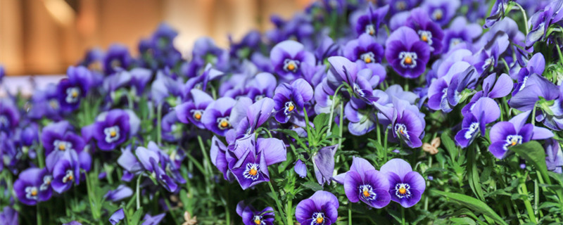 夏堇的养殖方法和注意事项 夏堇花的养护