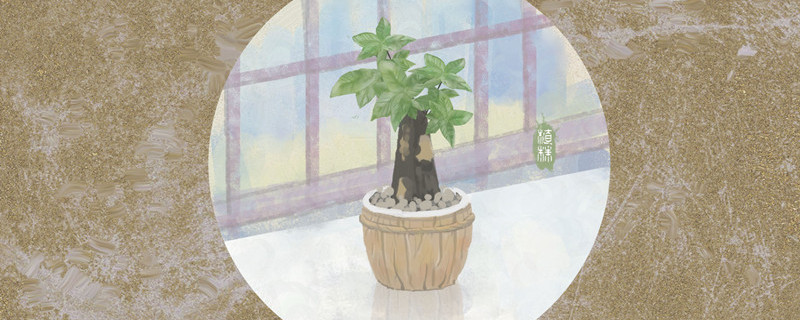 哪种大型绿植好养（哪种大型绿植最好养）