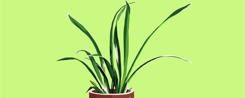 金钻花有毒吗 金钻花卉有没有毒