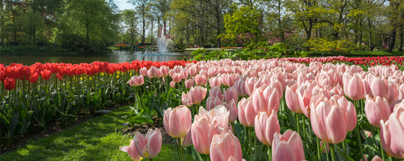郁金香的花期 郁金香的花期是多少天