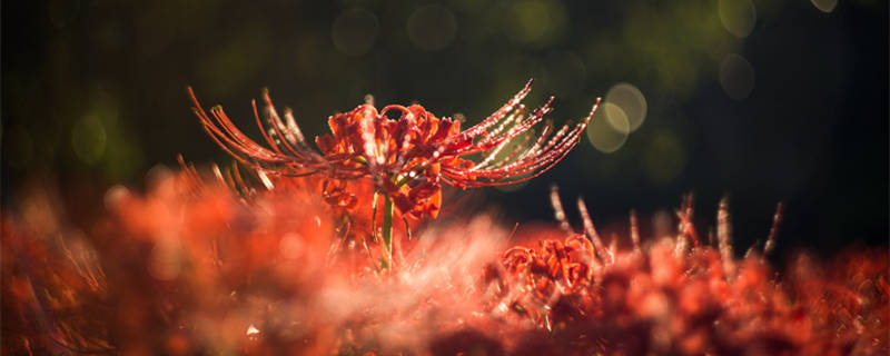 彼岸花的寓意和象征 彼岸花的寓意和象征意义