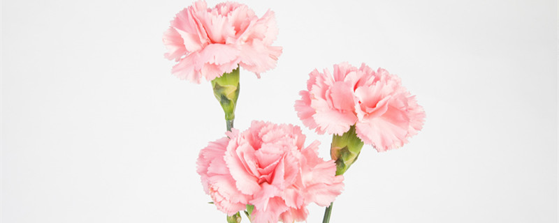 康乃馨和玫瑰哪个保存时间长 康乃馨贵还是玫瑰