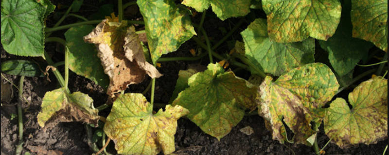 植物白粉病是什么原因 植物白粉病是什么原因造成的