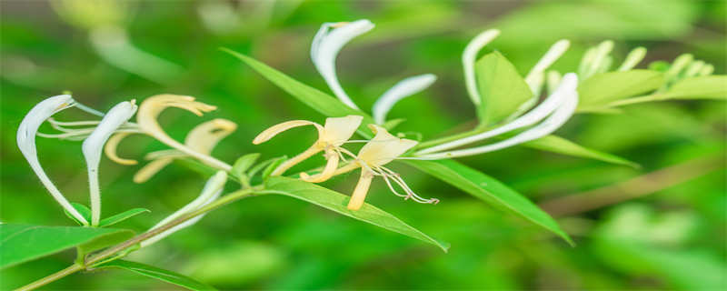 金银花叶子上有白霜是什么问题（金银花叶子有白状物）