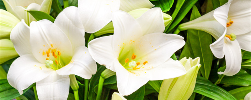 百合北方地栽越冬可以吗（北方地栽百合怎样过冬）