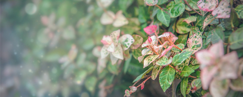 洛石花叶怎么养 花叶络石怎么繁殖