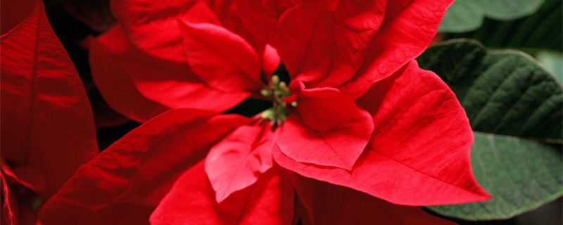 一品红的养殖方法（一品红的养殖方法和注意事项养殖日记）