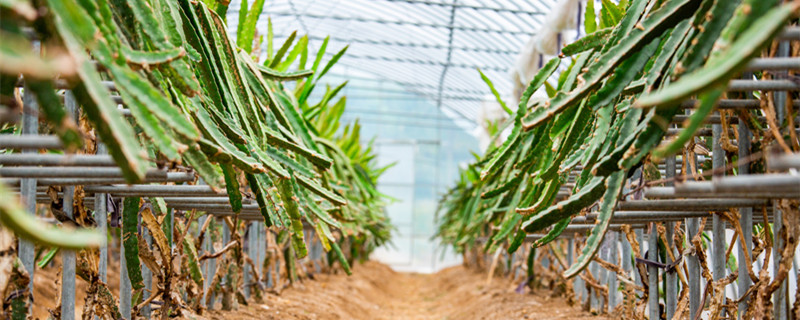 火龙果家庭种植方法 家庭怎样种植火龙果