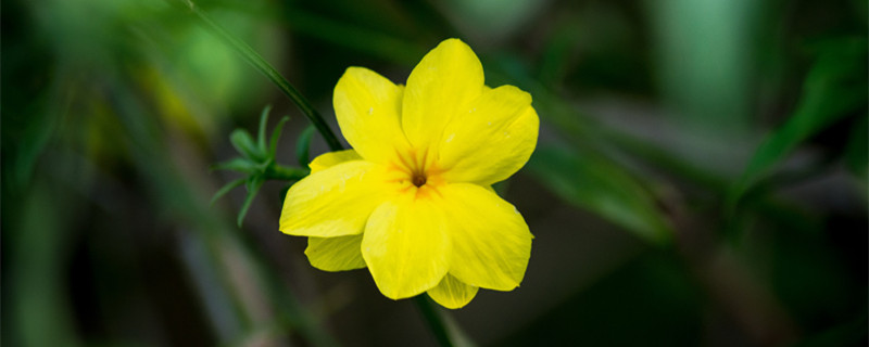 迎春花几月开 迎春花几月开几月落