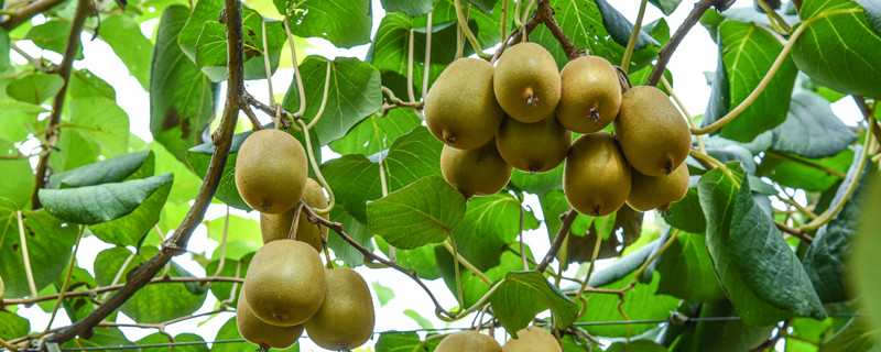 奇异果和猕猴桃区别（奇异果和猕猴桃区别图片）