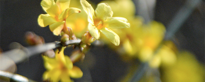 迎春花几点开花 迎春花几点开花时间