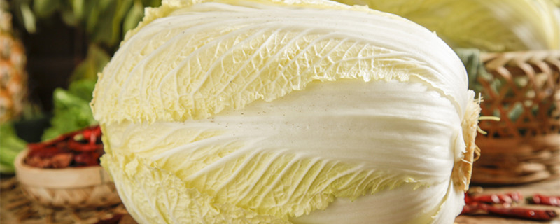 白菜怎么种（白菜怎么种才能长得好）
