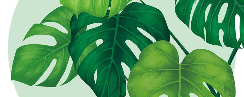 去甲醛摆放什么植物（去甲醛摆放什么植物黄色的花）