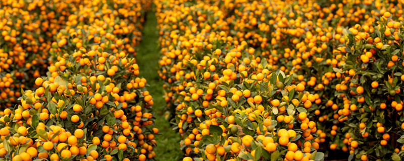 金桔树开春怎么修剪(金桔树春天能剪枝吗)