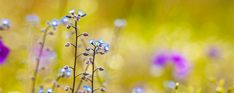 半夏是什么植物 半夏是草本植物吗