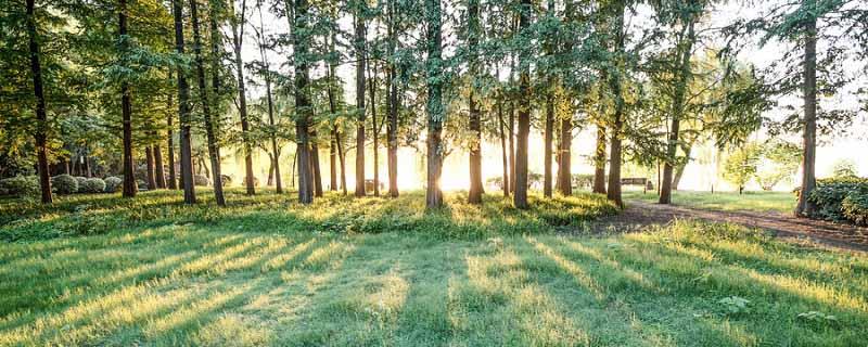 绿化养护包括哪些范围（绿化的养护和管理包括）