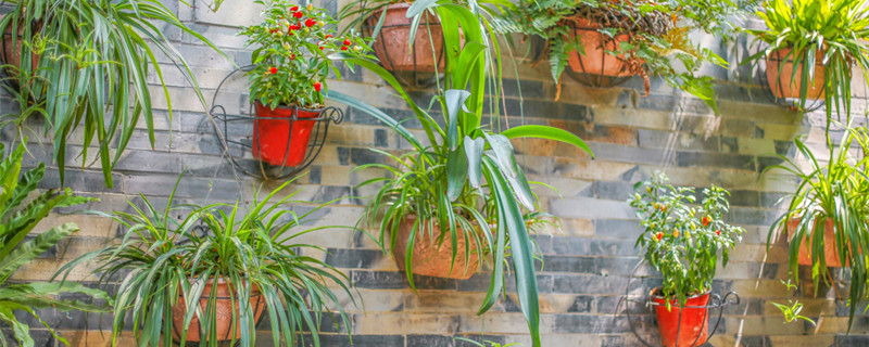 金边虎尾兰家里可以养吗（金边虎尾兰怎么养殖）