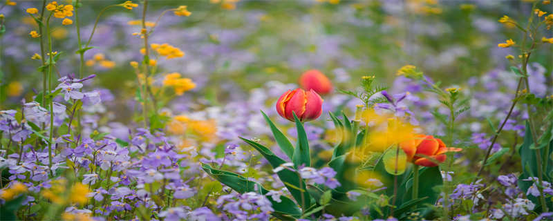 尤加利叶花语和寓意（尤加利果花语和寓意）
