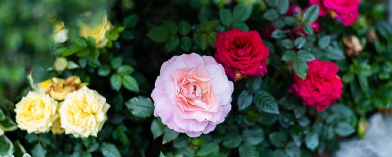 月季换盆能用有机肥吗 月季换盆用什么底肥