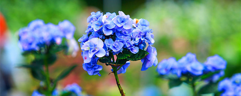 洋绣球花有毒吗（洋绣球花有毒吗对人体的危害）