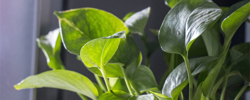绿萝可以放在卧室吗 晚上睡觉绿萝可以放在卧室吗