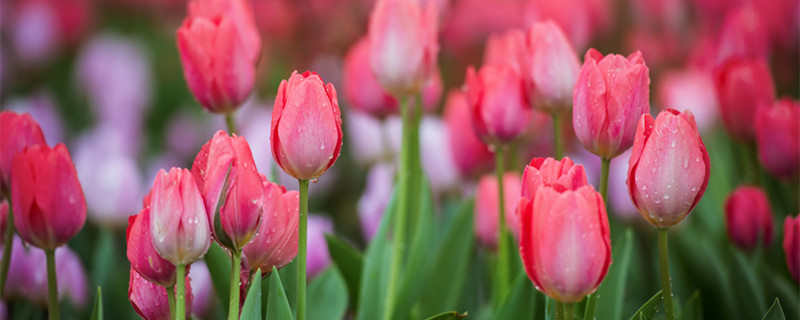 四月份种郁金香还能开吗（郁金香能一年四季开吗）