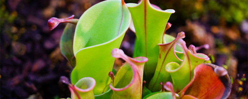 植物有趣的自然现象有哪些（自然中植物的有趣现象）