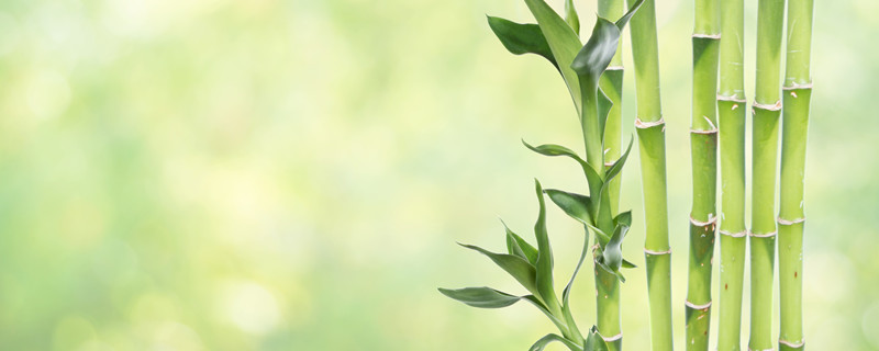 富贵竹的作用（富贵竹的作用和好处）