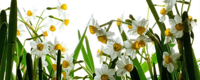 水仙花的花语 野生水仙花的花语