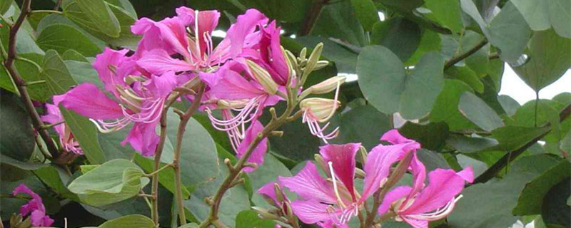 羊蹄甲和洋紫荆的区别 羊蹄甲和洋紫荆的区别图