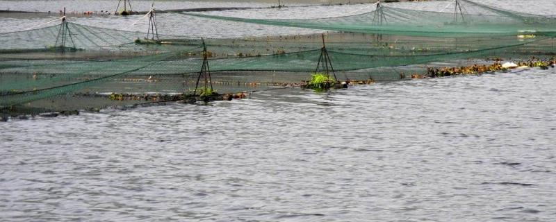 网箱养鱼的优缺点（网箱养鱼的优缺点有哪些）