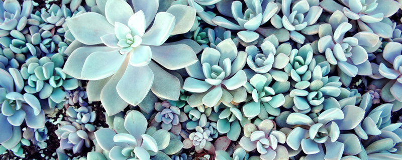 啤酒不适合浇哪些绿植 什么绿植适合浇啤酒