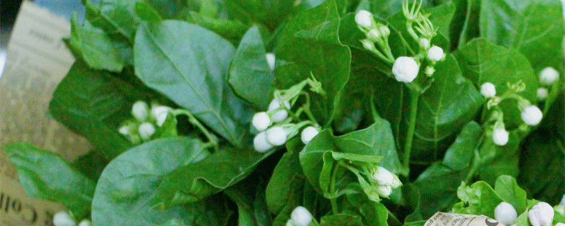 茉莉花叶子掉光了还有救吗 茉莉叶子掉光还能救活吗?