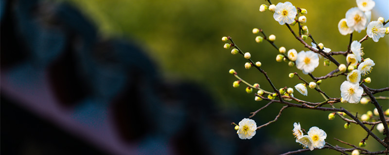 梅花什么时候开花 梅花什么时候开花时间是几点