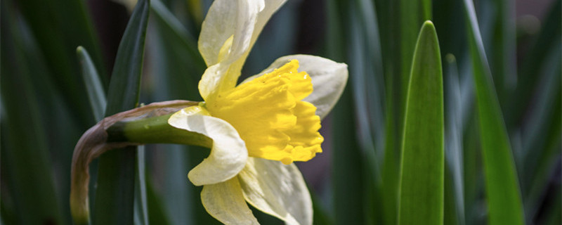 兰花几点钟开花(兰花几点钟开花时间)