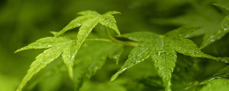 植物叶尖焦叶怎么办 为什么植物的叶尖焦了