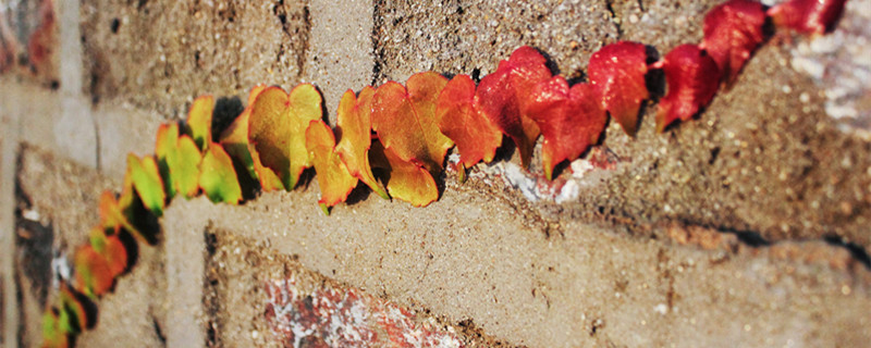 爱之蔓土豆根全埋还是半埋 爱之蔓的土豆怎么种