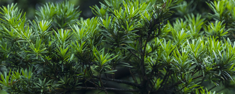 松柏的象征意义（松柏的象征意义是什么成语）