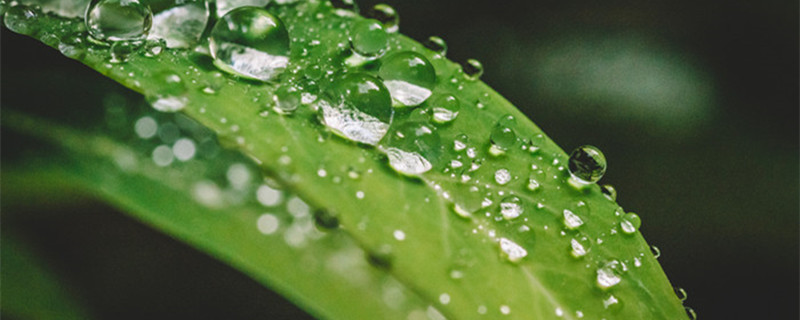 平安树摆放禁忌 平安树摆放禁忌如何过冬