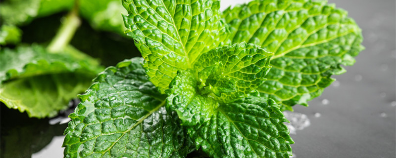 驱虫草能放室内吗 驱蚊草室内可以养吗