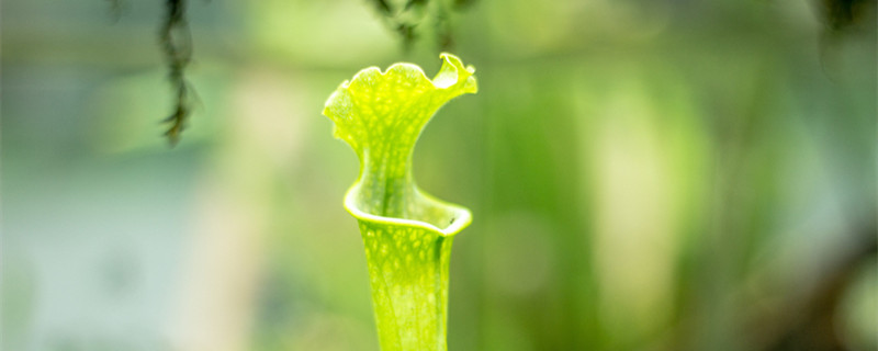 瓶子草的养殖方法（瓶子草的养殖方法和注意事项）