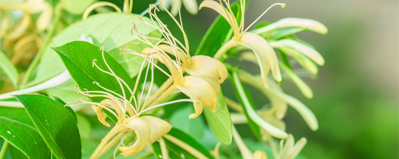 金银花是爬藤植物吗 金银花会爬藤吗?