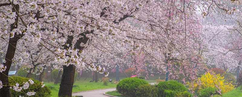 樱桃树和樱花树一样吗 樱花树跟樱桃树一样吗