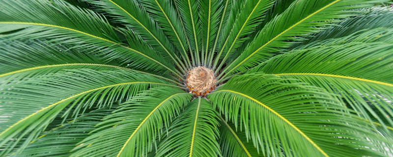 苏铁是什么植物 仙湖苏铁是什么植物