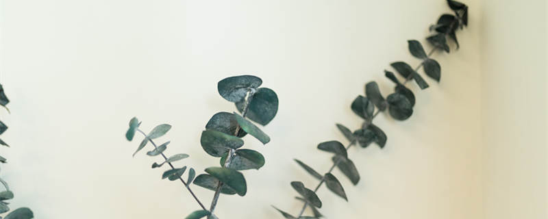 尤加利叶花语(香槟玫瑰配尤加利叶花语)