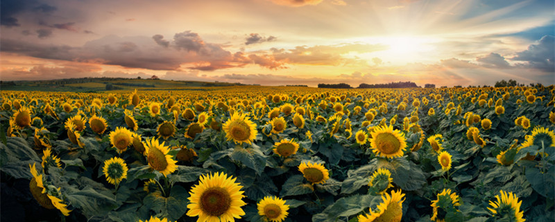 向日葵怎么养 向日葵怎么养在花瓶